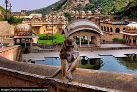 "Galta Ji Temple: Embrace Serendipity Amidst Playful Monkeys"